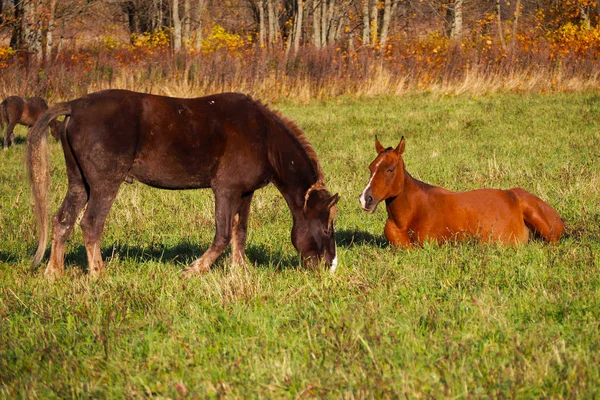 Wild different breeds of horses graze in the meadow. A herd of free horses on vacation.