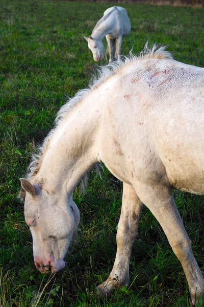 Белая Лошадь Ест Траву Лугу Стадо Присмотра Природе — стоковое фото