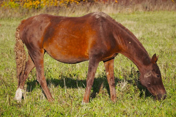 Άλογο Του Wild Bay Περπατούσε Ένα Καταπράσινο Λιβάδι Μάστανγκ Είναι — Φωτογραφία Αρχείου