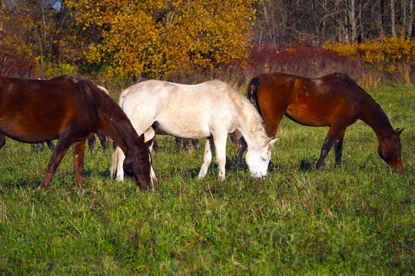 Mustangs Gratis Campo Una Manada Caballos Salvajes Desatendidos Pastando Prado —  Fotos de Stock