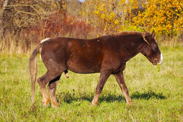 Freie Mustangs Auf Dem Feld Eine Herde Unbeaufsichtigter Wildpferde Die — Stockfoto