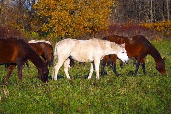 Mustangs Gratis Campo Una Manada Caballos Salvajes Desatendidos Pastando Prado —  Fotos de Stock