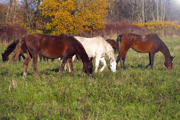 Mustangs Gratis Campo Una Manada Caballos Salvajes Desatendidos Pastando Prado —  Fotos de Stock