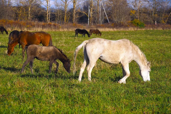 Mustangs Gratis Campo Una Manada Caballos Salvajes Desatendidos Pastando Prado —  Fotos de Stock