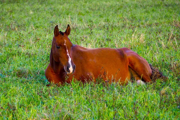 Hamile Bir Genç Sunny Grass Yatıyor Mustang Alanında Sürünün Ücretsiz — Stok fotoğraf