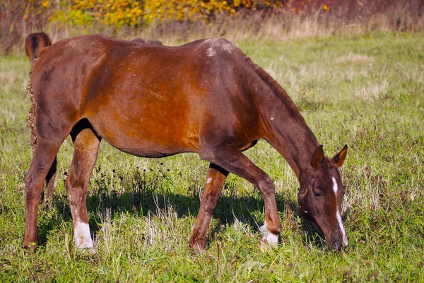 Mustangs Gratis Campo Una Manada Caballos Salvajes Desatendidos Pastando Prado —  Fotos de Stock