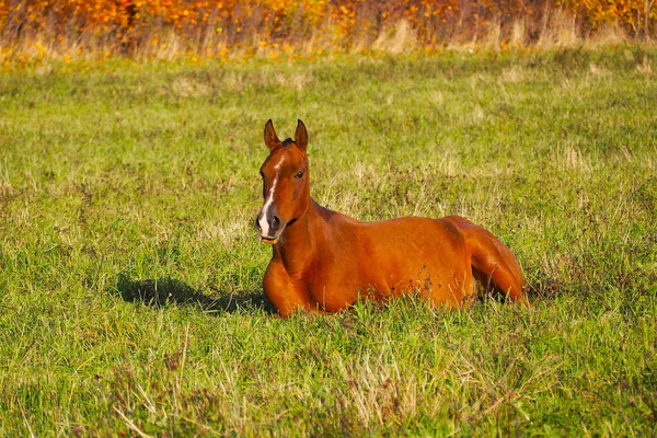 Egy Terhes Fiatal Fekszik Sunny Mustang Mentes Állomány Pályán — Stock Fotó