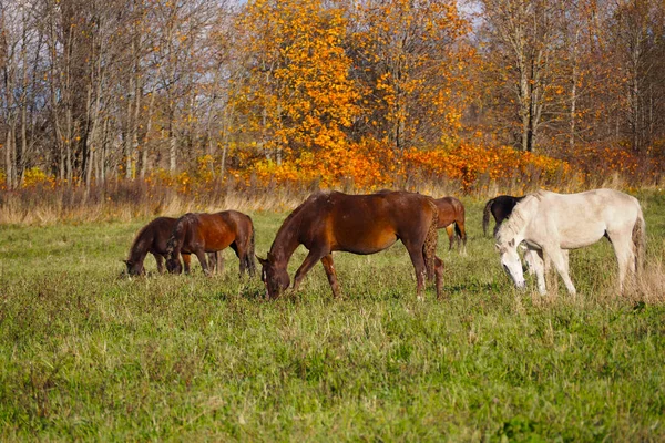 Mustangs Gratis Campo Una Manada Caballos Salvajes Desatendidos Pastando Prado —  Fotos de Stock