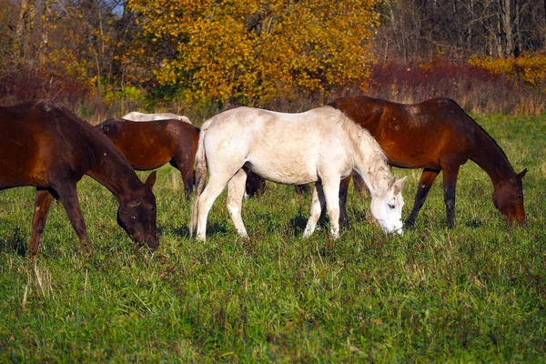 Mustangs Gratis Campo Una Manada Caballos Salvajes Desatendidos Pastando Prado —  Fotos de Stock