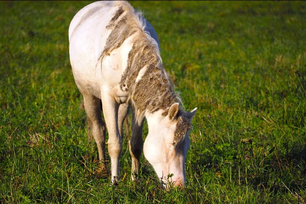 Белая лошадь ест траву на лугу . — стоковое фото