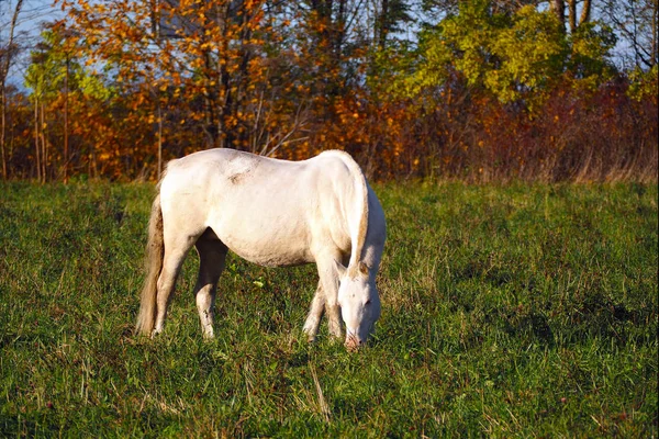 白い馬が牧草地で草を食べる. — ストック写真