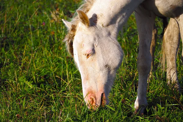 Schimmel frisst Gras auf der Weide. — Stockfoto