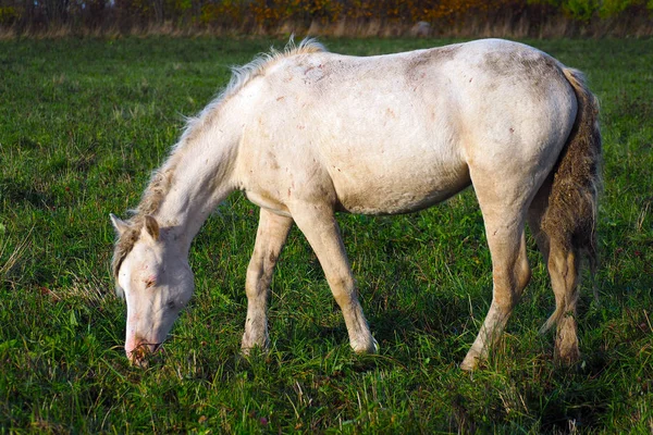 Schimmel frisst Gras auf der Weide. — Stockfoto