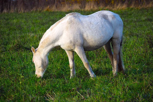Белая лошадь ест траву на лугу . — стоковое фото