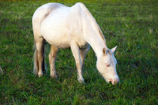Caballo blanco come hierba en el prado . —  Fotos de Stock