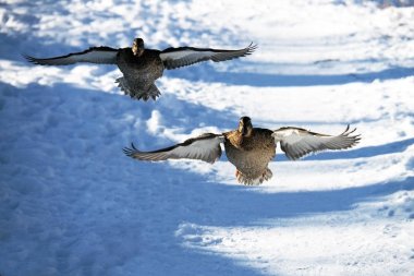 Kuşlar kışın. Karlı doğadaki yaban ördekleri.