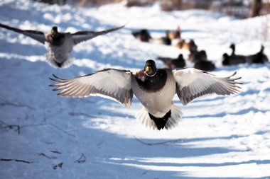 Kuşlar kışın. Karlı doğadaki yaban ördekleri.
