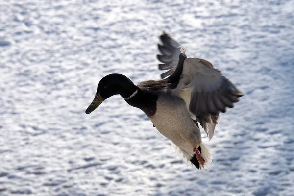 Kuşlar Kışın Karlı Doğadaki Yaban Ördekleri — Stok fotoğraf