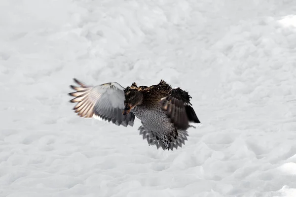 冬の鳥 雪に覆われた自然の中で野生のカモ — ストック写真