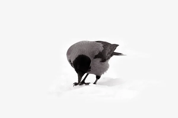 Uccello grigio il Corvo . — Foto Stock