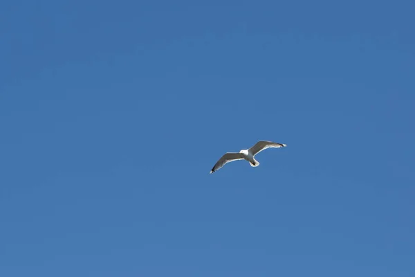 Sea gull flying in the sky, — Stock Photo, Image