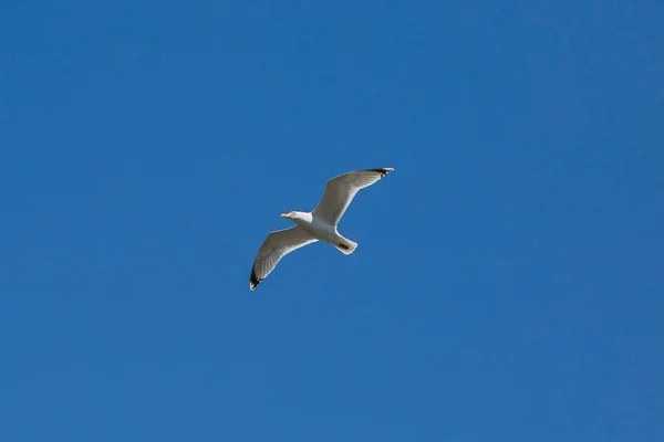在天空中飞翔的海鸥, — 图库照片
