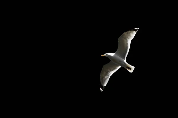 Havsfiskmåsen flyger på himlen, — Stockfoto