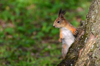 Kızıl sincap ağacın gövde.