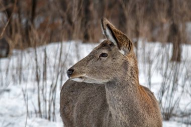 Kış orman vahşi genç geyik.