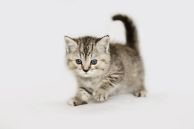 Oynarken çok peluş kedi yavrusu.