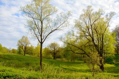 Yaz Peyzaj Park güneşli bir günde büyümüş..