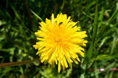 Sarı çiçek açan karahindiba otlar içinde.