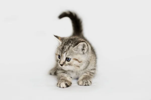 Pretty plush kitten playing. — Stock Photo, Image