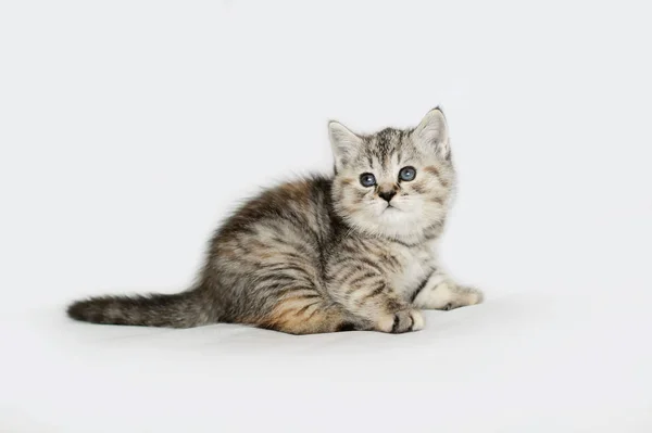 Muito peluche gatinho jogando . — Fotografia de Stock