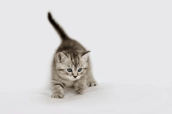 Muito peluche gatinho jogando . — Fotografia de Stock