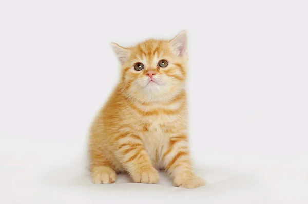 Muito peluche gatinho jogando . — Fotografia de Stock