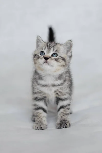 Muito peluche gatinho jogando . — Fotografia de Stock