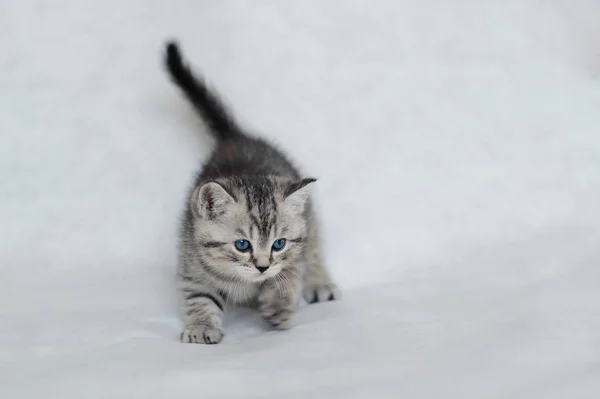 Muito peluche gatinho jogando . — Fotografia de Stock