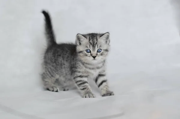 Muito peluche gatinho jogando . — Fotografia de Stock