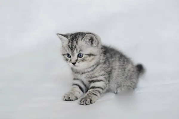 Pretty plush kitten playing. — Stock Photo, Image