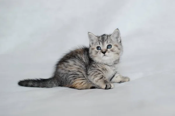 Muito peluche gatinho jogando . — Fotografia de Stock