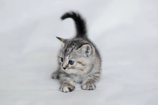 Pretty plush kitten playing. — Stock Photo, Image