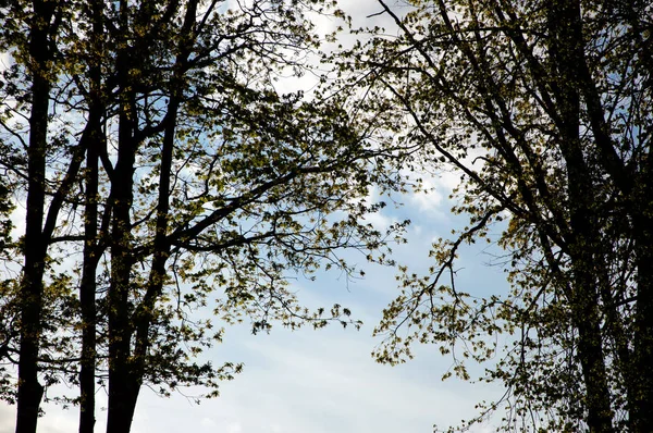 Paisagem de verão coberto Parque em um dia ensolarado . — Fotografia de Stock