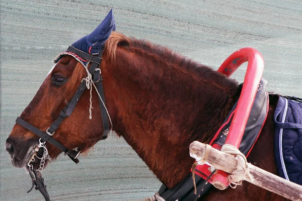 Cheval travaillant dans un joug, la bride et l'arc . — Photo