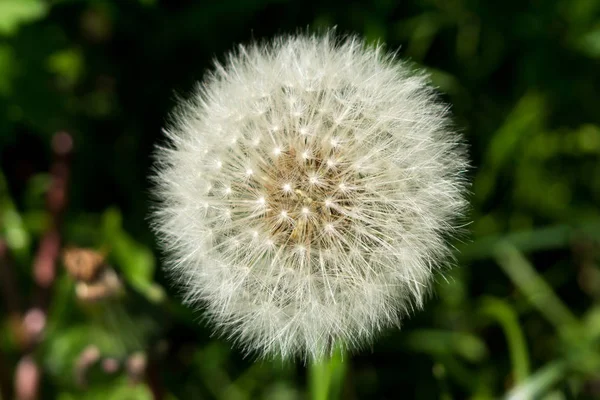 成熟したふわふわ白 dandelionin 草. — ストック写真