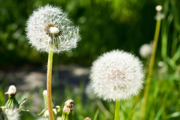 Mogen fluffiga vita dandelionin gräs. — Stockfoto