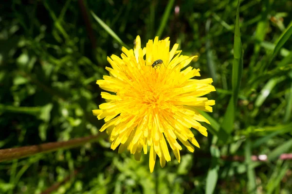 Żółty kwitnienia mniszka lekarskiego w trawie. — Zdjęcie stockowe