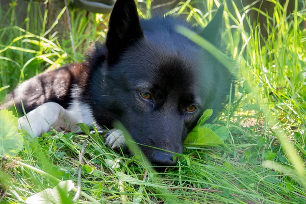 草の上に横たわる悲しそうな目を持つ黒い犬. — ストック写真