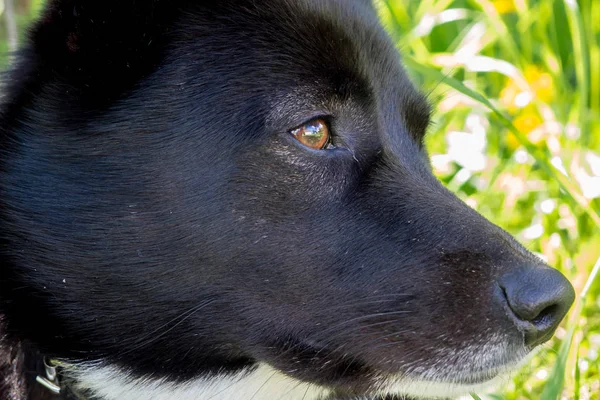 Black dog with sad eyes lying on the grass. — Stock Photo, Image