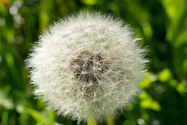 Mogen fluffiga vita dandelionin gräs. — Stockfoto